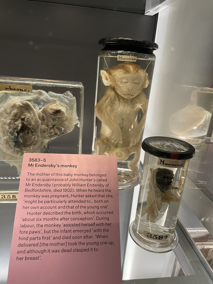 Thinking about Mr Endersby’s monkey