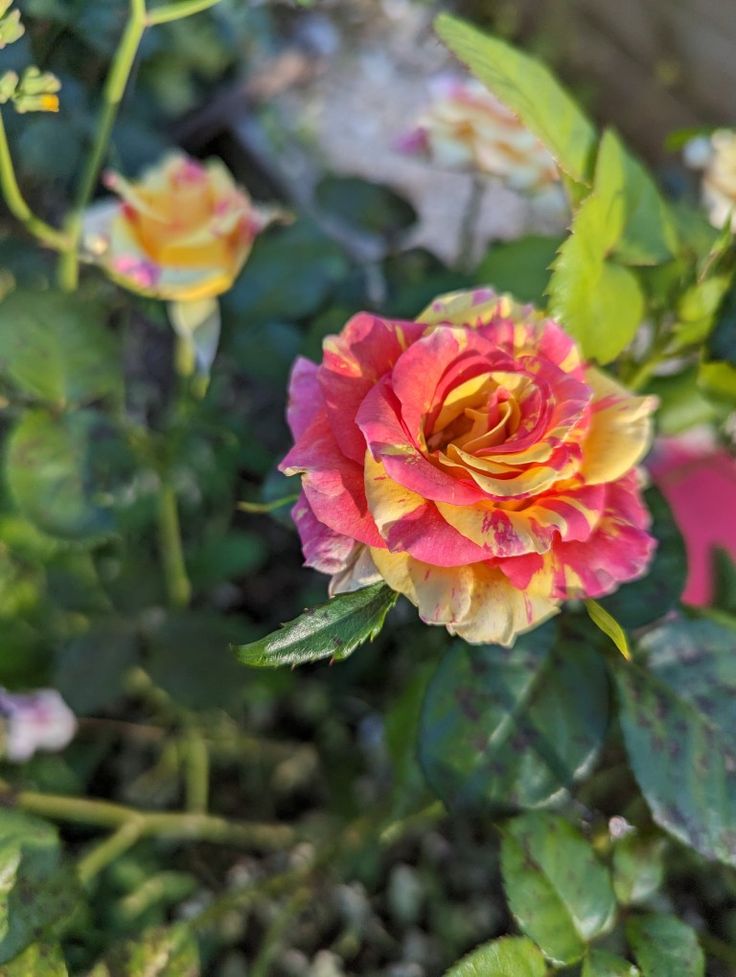 Queen Rose Flower 🌿🥀