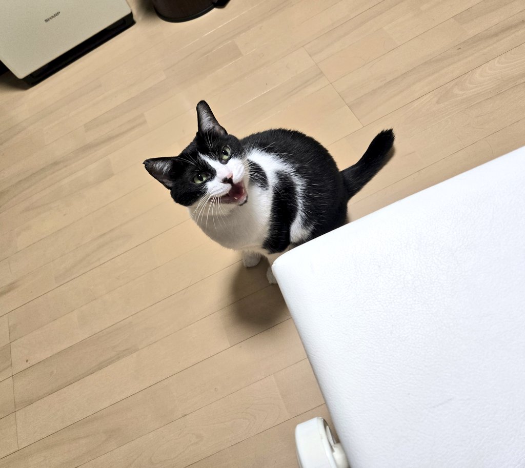 ピアノを弾いていると必ず聴きに来てくれる私の可愛いﾇｯｺฅ(=･ω･=)ฅ