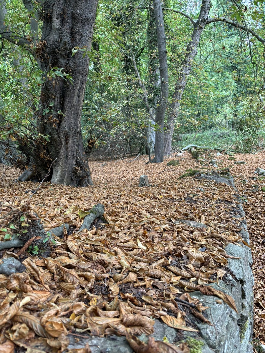 It’s the 29th August. Is it Autumn already??
#FridayFeeling