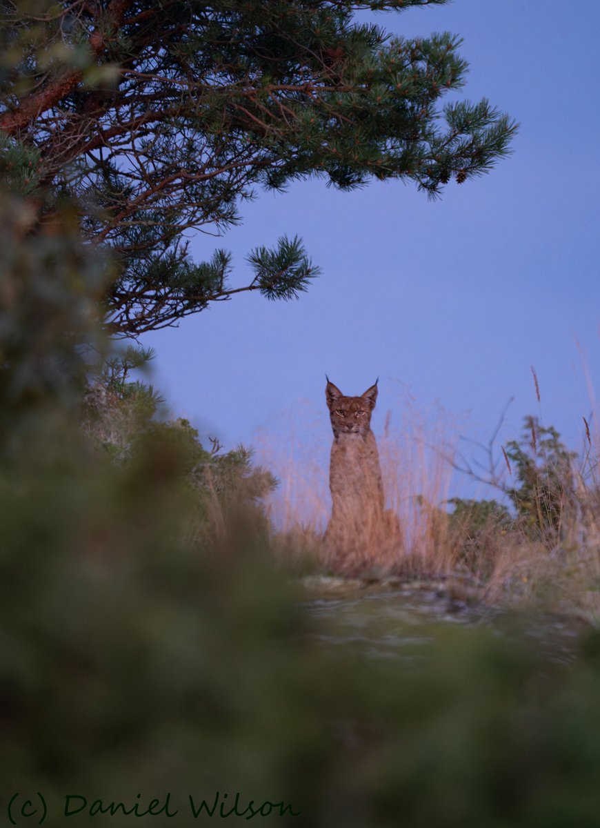 Just spotted a lynx, at dusk, on the island where I live. Beautiful, and what a confident gaze.