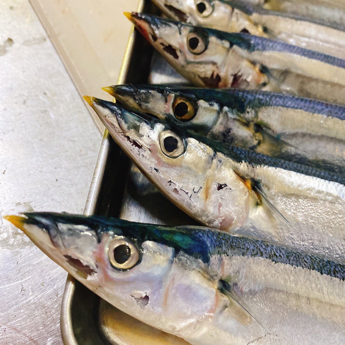 今日も元気に営業中🐡
#のみすけ専属モデル
#ダイナ御堂
#太刀魚に秋刀魚
#魚介別館のみすけ