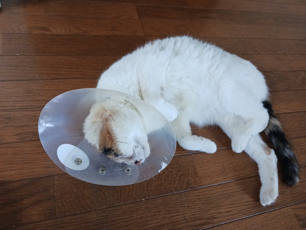 にゃー(飼い猫) (@Fl7m5NyhLHBzLcv) / Posts / X