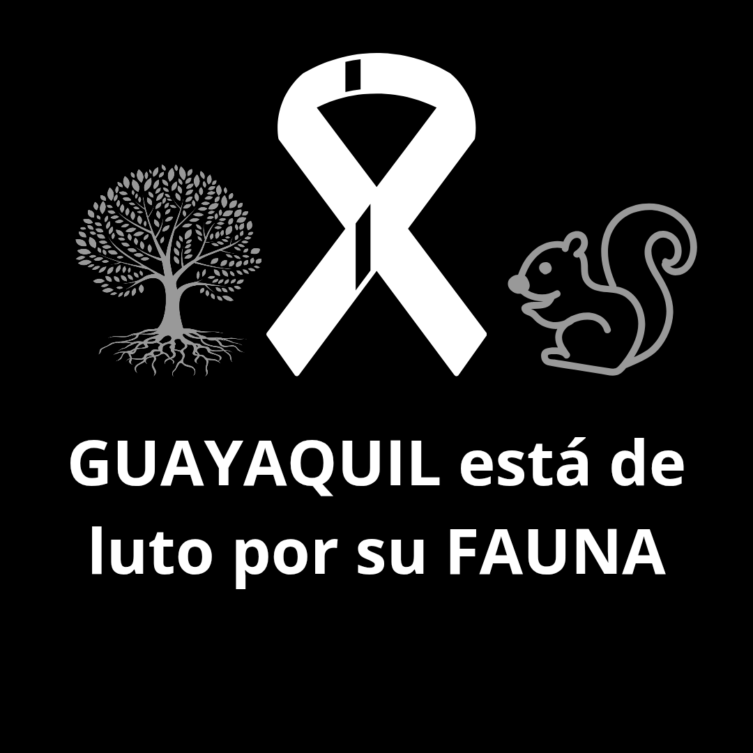 #GUAYAQUIL está de luto por su fauna. En #ViaALaCosta atropellan Ocelotes, Las Canteras están destruyendo los cerros, se masacran árboles en la ciudad dejando miles de aves sin nidos, el Manglar contaminado, ardillas muertas.
Que ocurre GUAYAQUIL??
<a href="/keep_science/">Keep in science</a> <a href="/ProyectoSacha/">ProyectoSacha</a>
