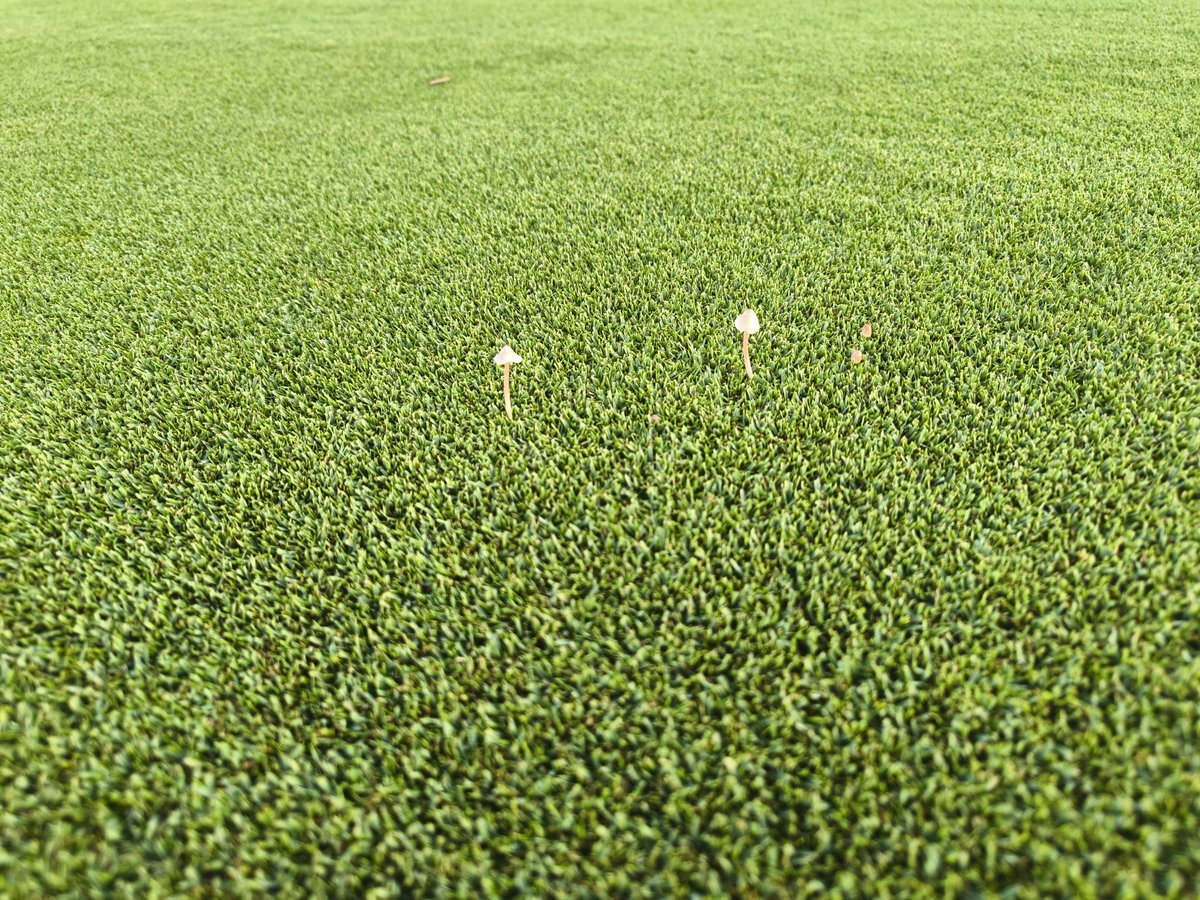 mateepto's tweet photo. #FriskyFairyRingFriday https://t.co/ieJJFy63qy