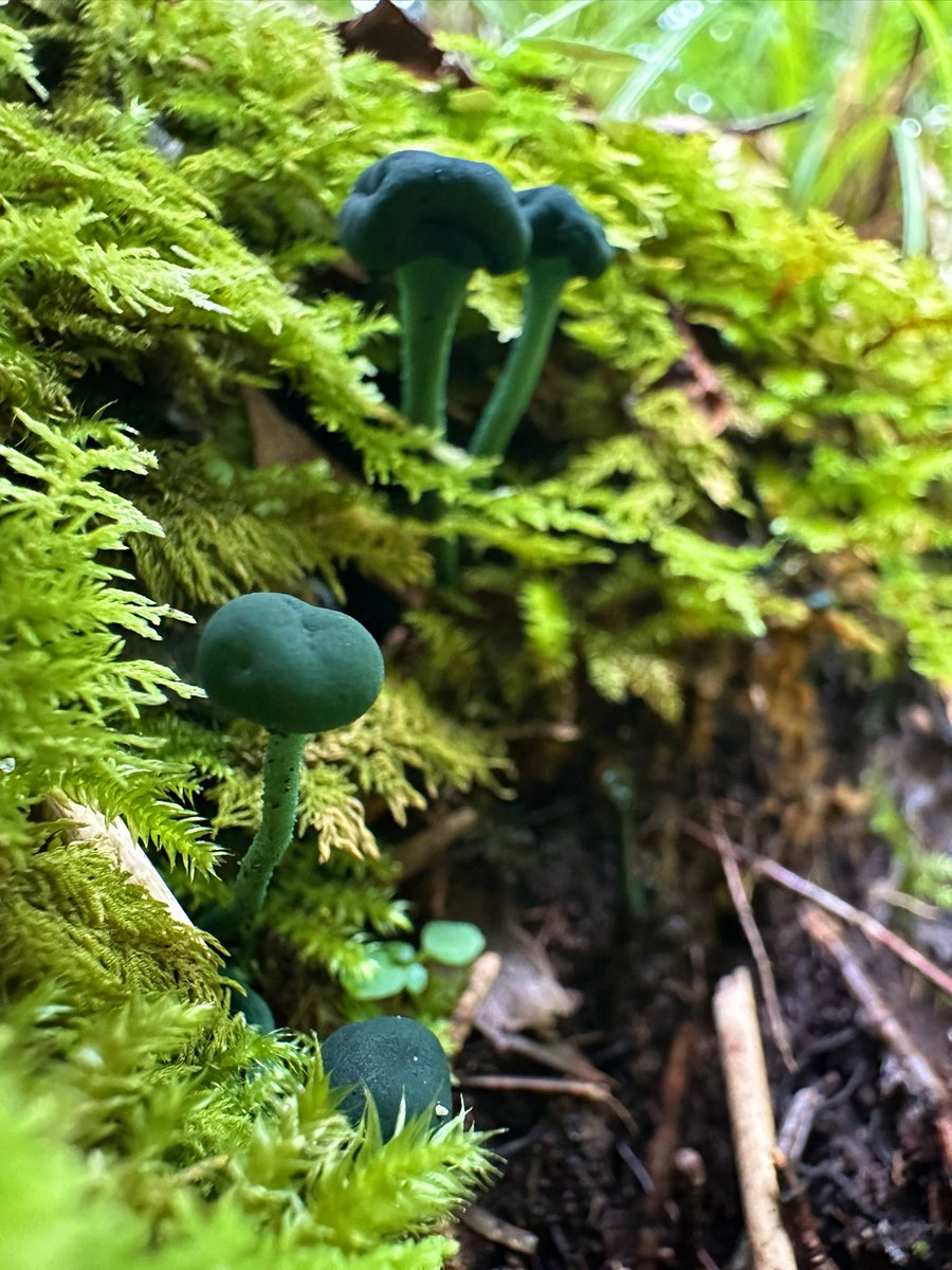 アオズキンタケ🍄
一カ月間近くこのままの姿でいてくれるので長く楽しめて好きなきのこです！
＃阿寒の森