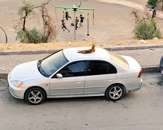 Hayatın telaşına karşı,kedinin huzuru