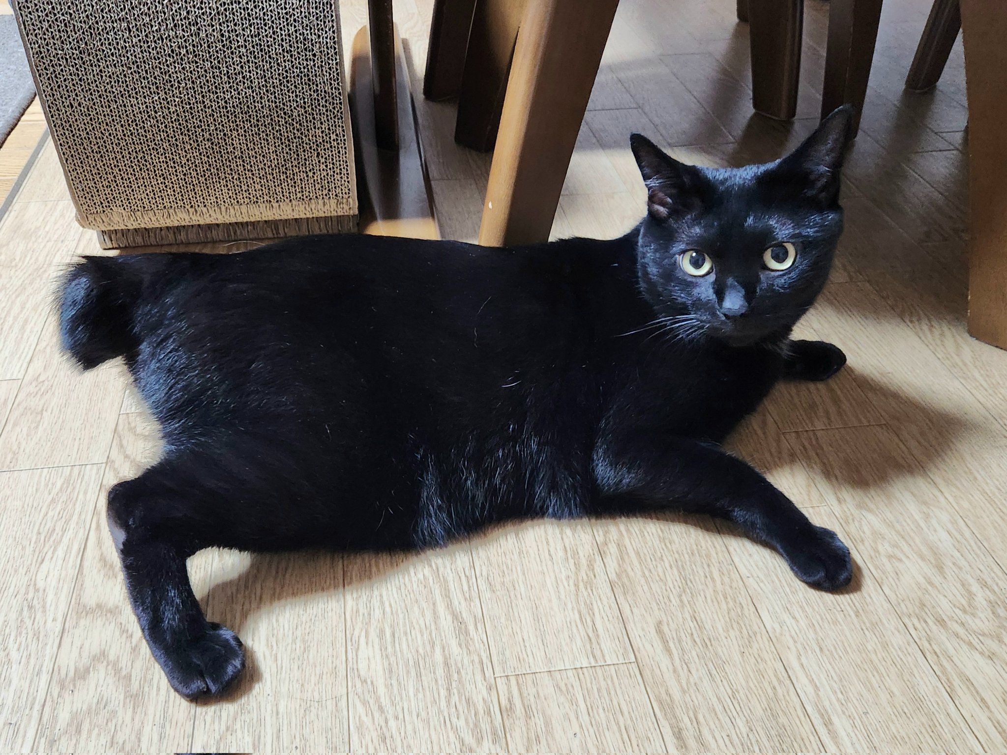 ネコ可愛いさん専用十四代黒縄 楽天市場】猫 ハーネス 和柄 胴輪 ダブル ロック かわいい 猫
