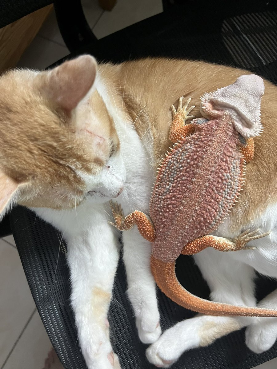 贴贴