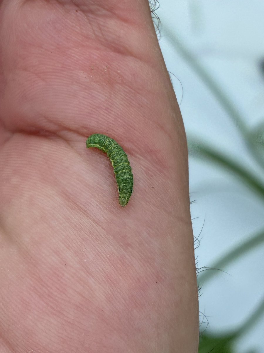 calecloud92's tweet photo. Beet armyworms showing up in pepper https://t.co/7fP4av00s6