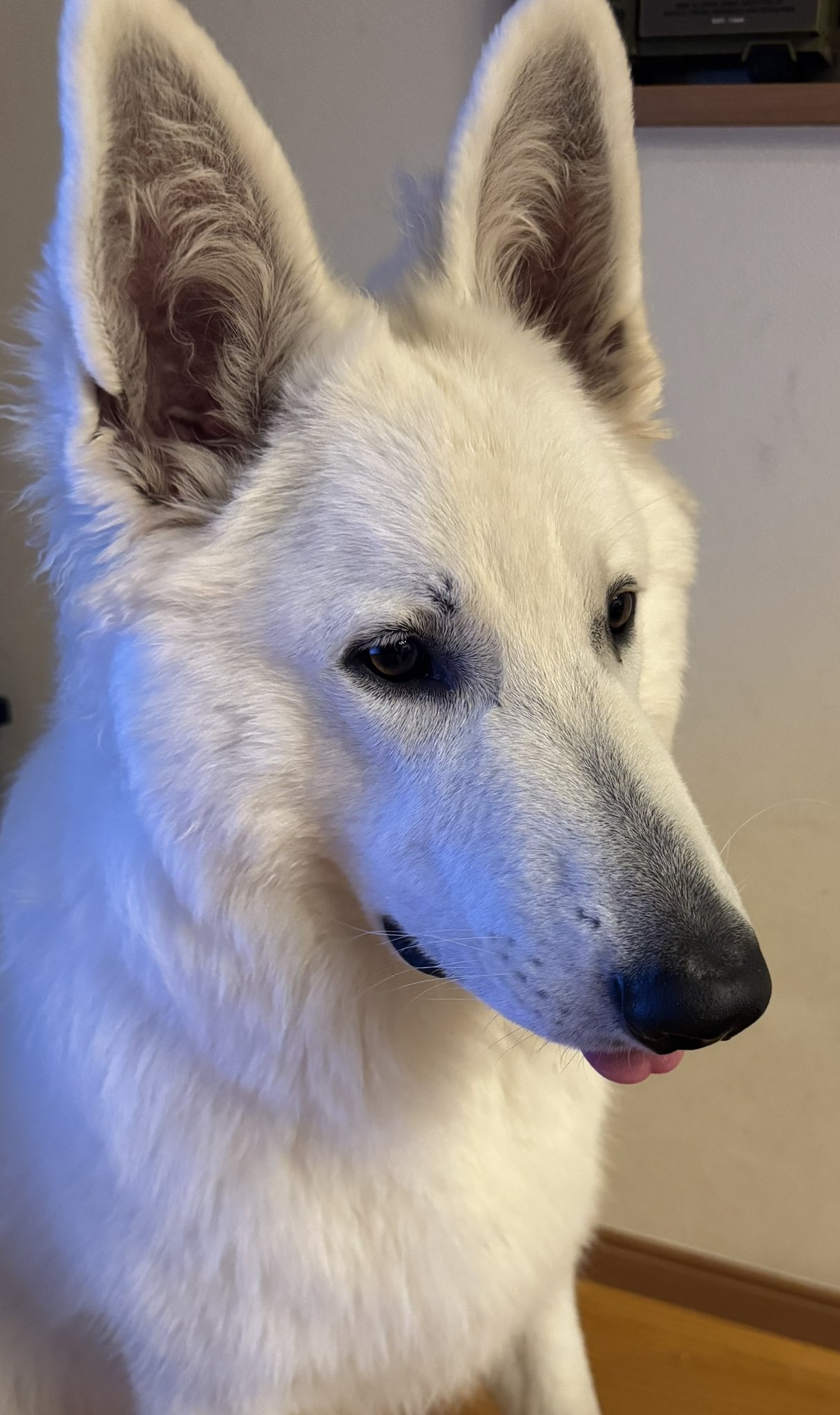 モロ様こちらからお願いいたします。 モロの君 (もろのきみ)とは【ピクシブ百科事典】