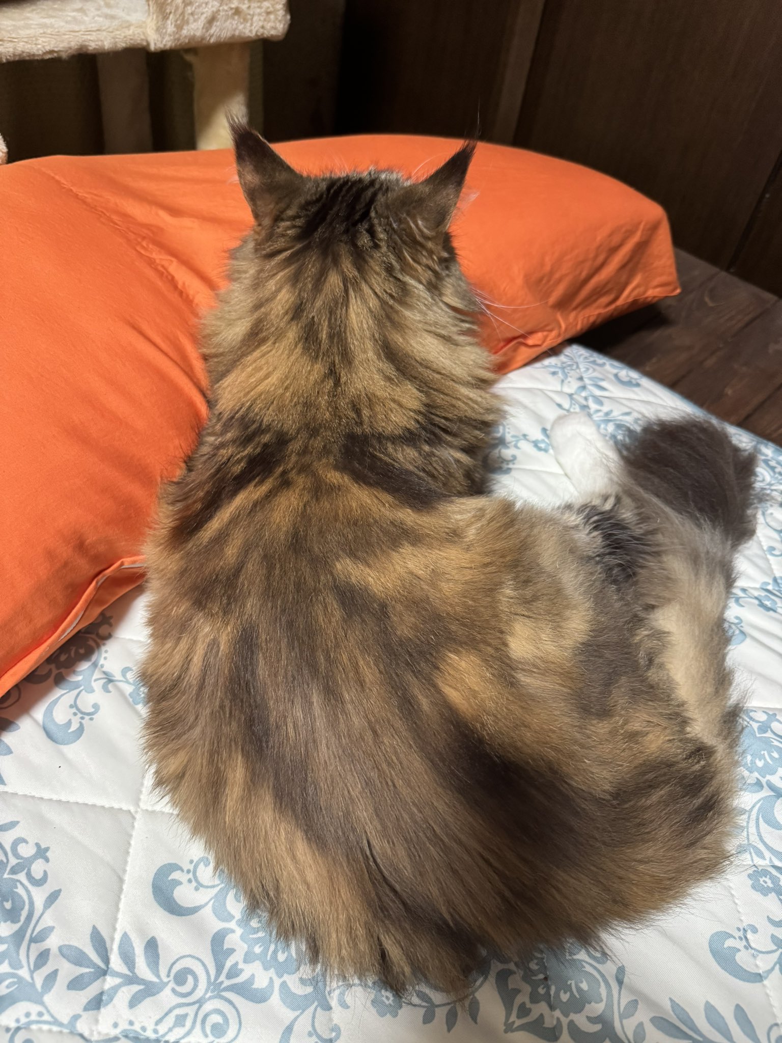 アマンダ 誤字脱字絶好調 (@amannda810) / X