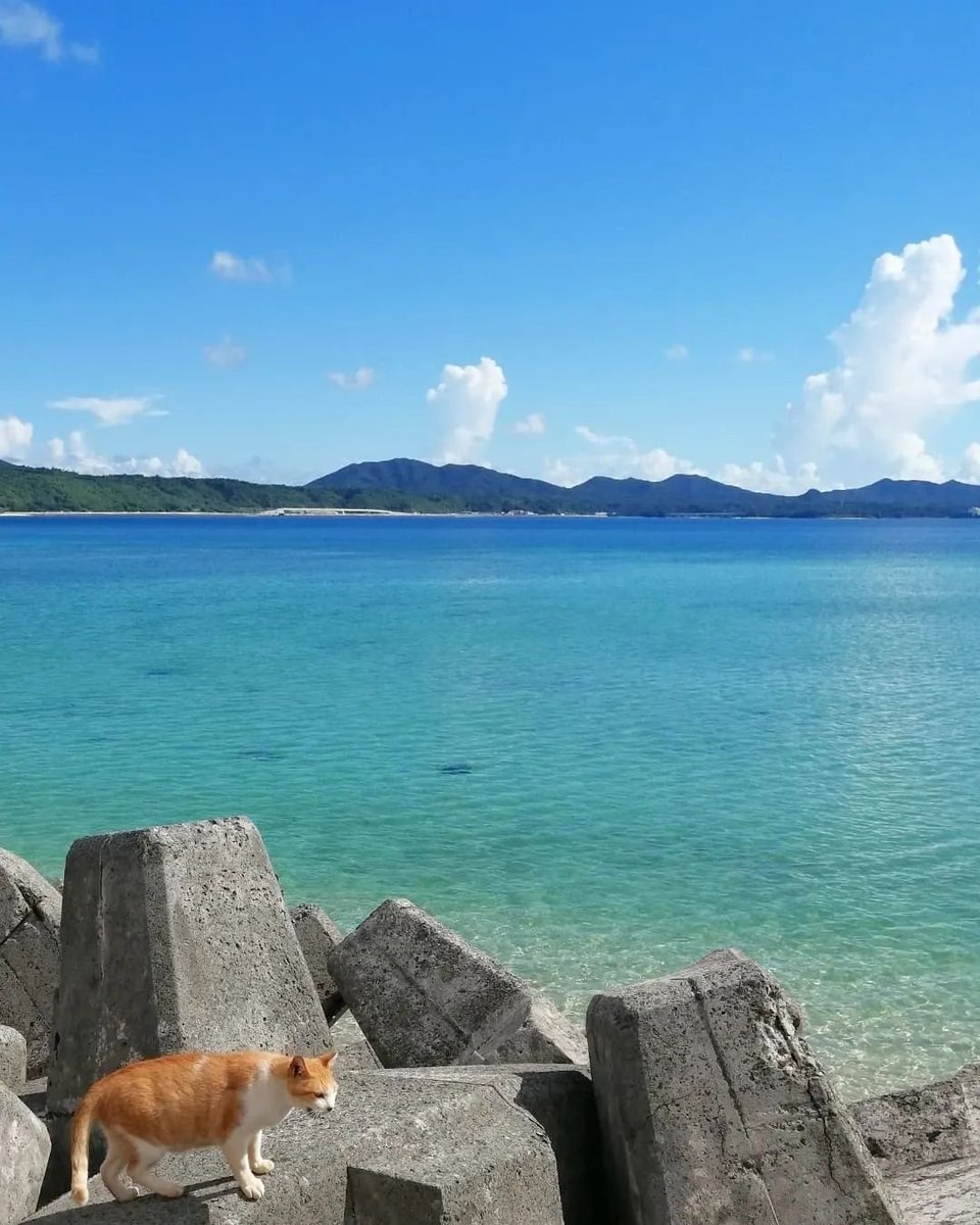 necoco_arte's tweet photo. 沖縄🏝️　島猫🐈
Buona vacanza🏖️ https://t.co/EC3Ehydf4U