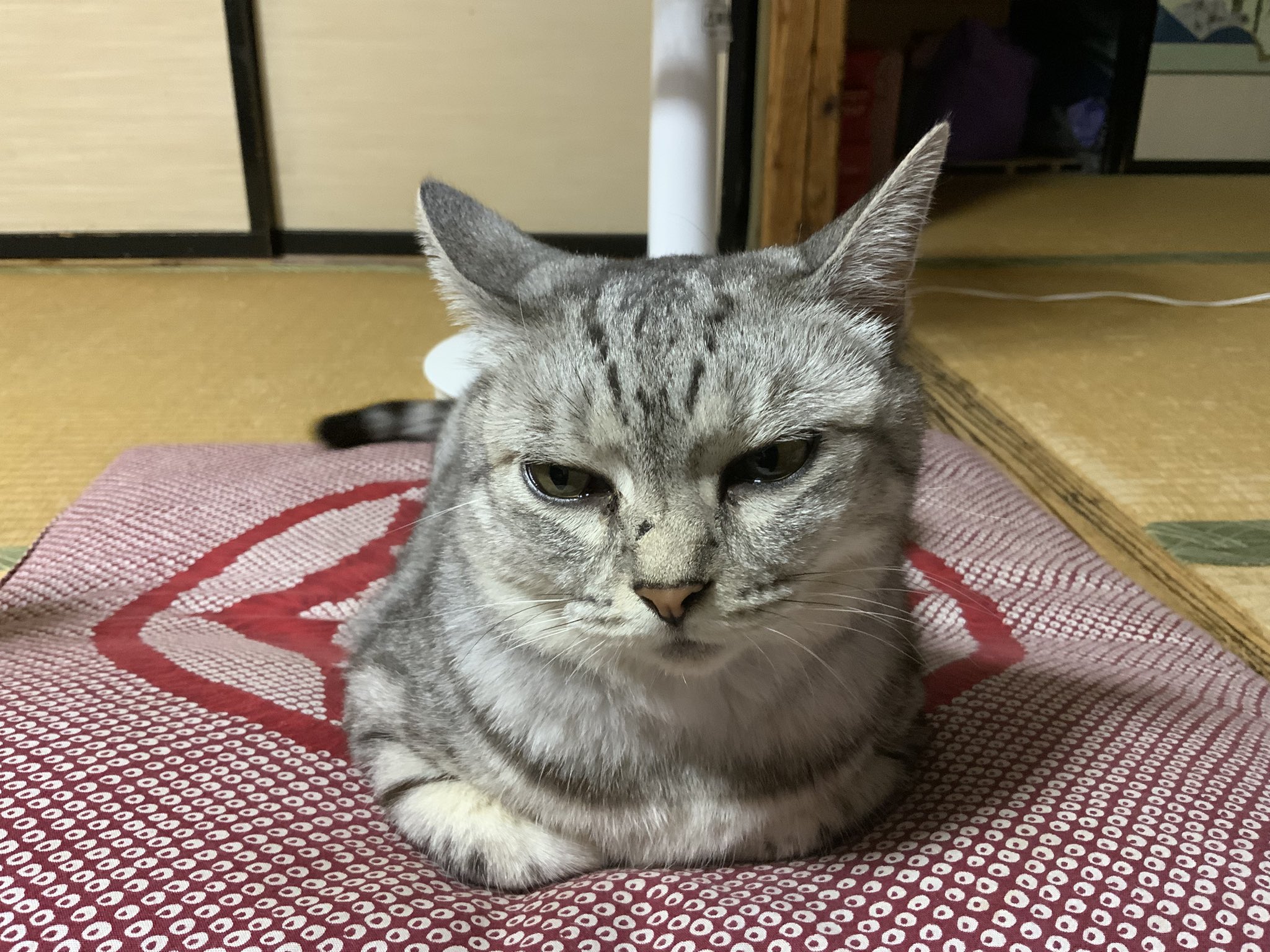 ゆこの⭐︎アルファベットネコ ゆこの⭐︎アルファベットネコ 日本語のABCの歌 ♪猫と一緒に