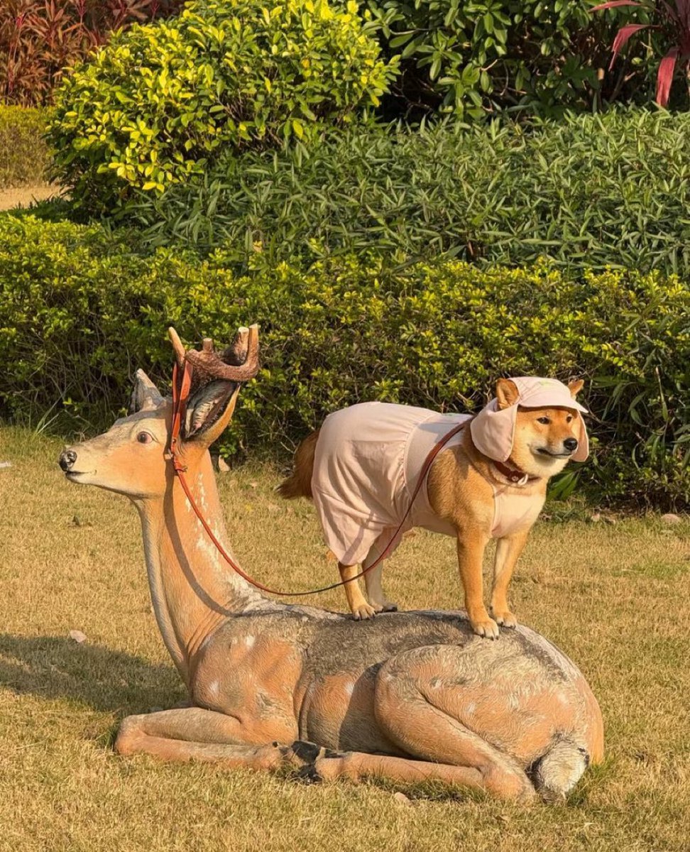 animalkyat's tweet image. 「実家の犬元気？」と母にラインしたら送られてきた写真