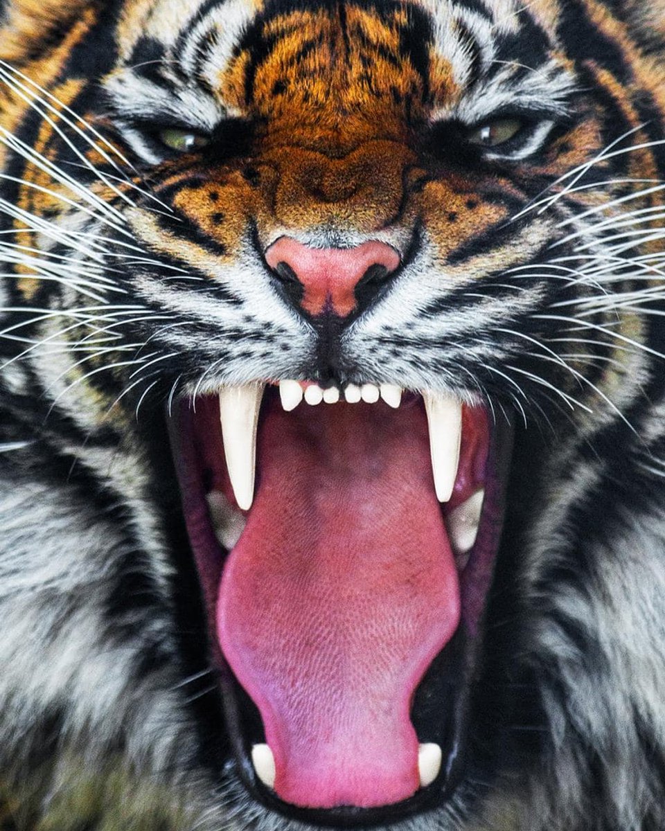 Parent and community send off today! Come out and cheer on our guys as theyoad the buses to head to the stadium. Line the walk from the field house to the buses starting at 450pm, with the guys coming out to leave at 5pm. See you there!
#TigerPrideRising #RestoreTheRoar