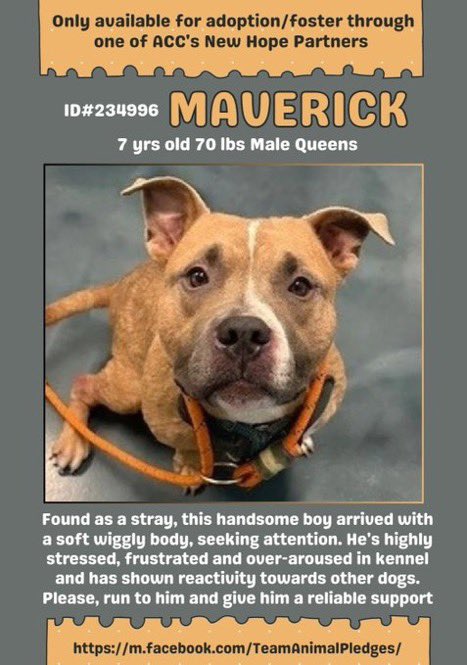 🆕 Intakes • NYCACC • Already 🆕 Hope Rescue 🛟 •  Kill 💉 Target 🎯s 👿

Their favorite Breeds to Kill 💉😤

Will 🫵🏻 help us get them out of this murder 🏠  🤞🏻🙏🏻