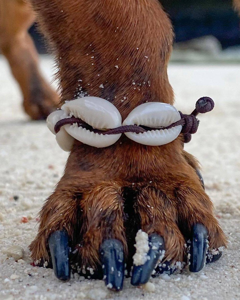 te amo salsichinha praieiro