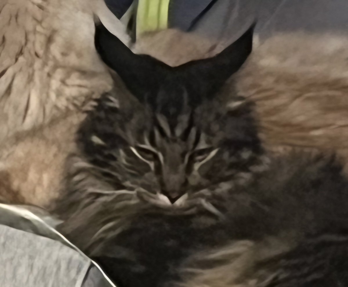 nekoemirin's tweet photo. 嫌いなヤツが後ろにいる時の顔 https://t.co/RPTbBRZYWS