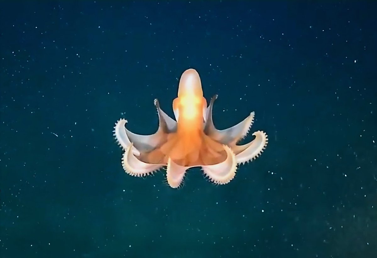 Te dejo este pulpo imperial
Para que empieces tu dia viendo una majestuosidad
#UruguaySUB200