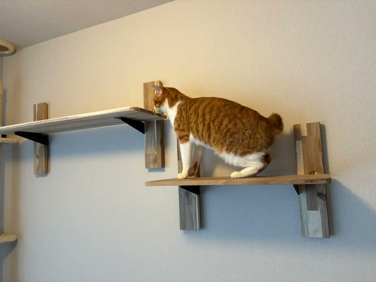 🐾 夏休みの思い出づくりに 🛠️
我が家の猫たちのために、キャットステッ！プをDIY！
賃貸でも石膏ボードピンで取り付けられる！
総額2万円ちょっと！
👉 作り方・材料・費用はこちら
life-work-improvement.com/2025/08/%e3%80…
#保護猫 #DIY #キャットステップ #夏休み