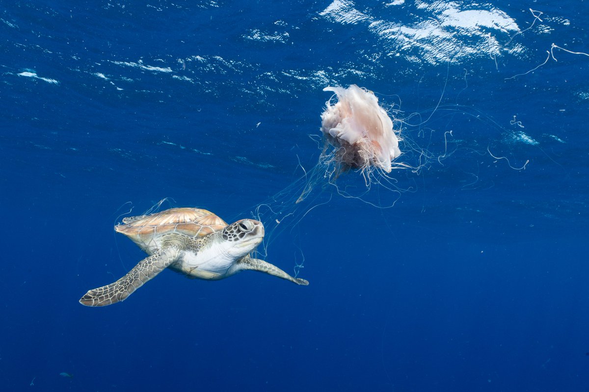 NatureIn_Focus's tweet image. #nifwinners2024

Tangled Meal
Tinnapat Netcharussaeng

Special Mention | Young Photographer

A sea turtle snacks on a jellyfish, its long tentacles trailing like spaghetti in the deep blue.

#SeaTurtle #MarineLife #Ocean #Nature
