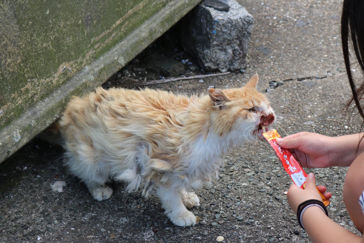 aoshima_cat's tweet photo. 猫の安楽死に関して

ジュリーちゃんの厳しい現実の顔をFBで公開しました。
西欧のフォロワーを中心に厳しい意見が送られてきます。
「なぜ、ジュリーちゃんを安楽死させないのか？」
「ジュリーちゃんを苦しみから解放させてください」

西欧では猫や犬に対して、ガンになり治る見込みがない場合、動物を苦痛から解放するために安楽死が認められています。
日本では犬や猫の安楽死は認められていません。

これは宗教観や文化の違いが関わってくるので、どちらが良い悪いとは言えません。
ドイツなどの西欧では「苦しむ前に死を迎える」、日本では「できるだけ手を尽くして死をむかえる」と考える人が多いと言われています。