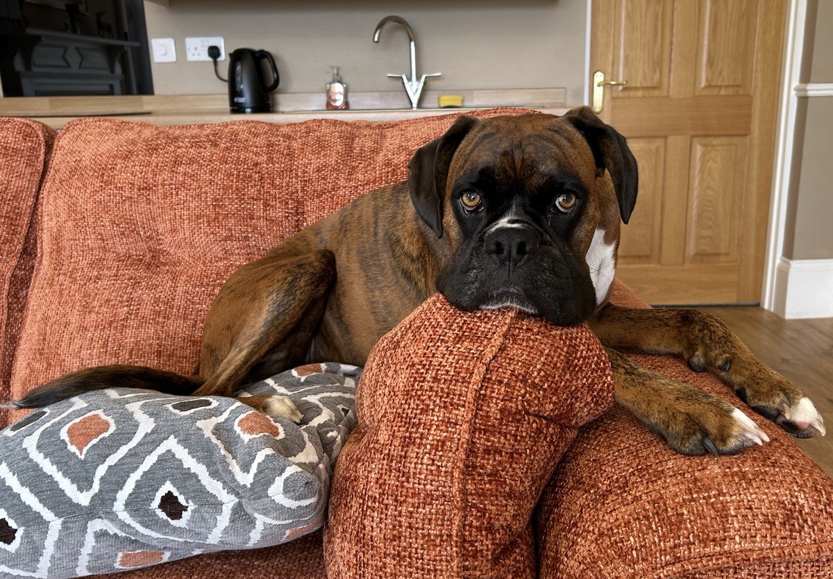 Becks Boxer tweet media