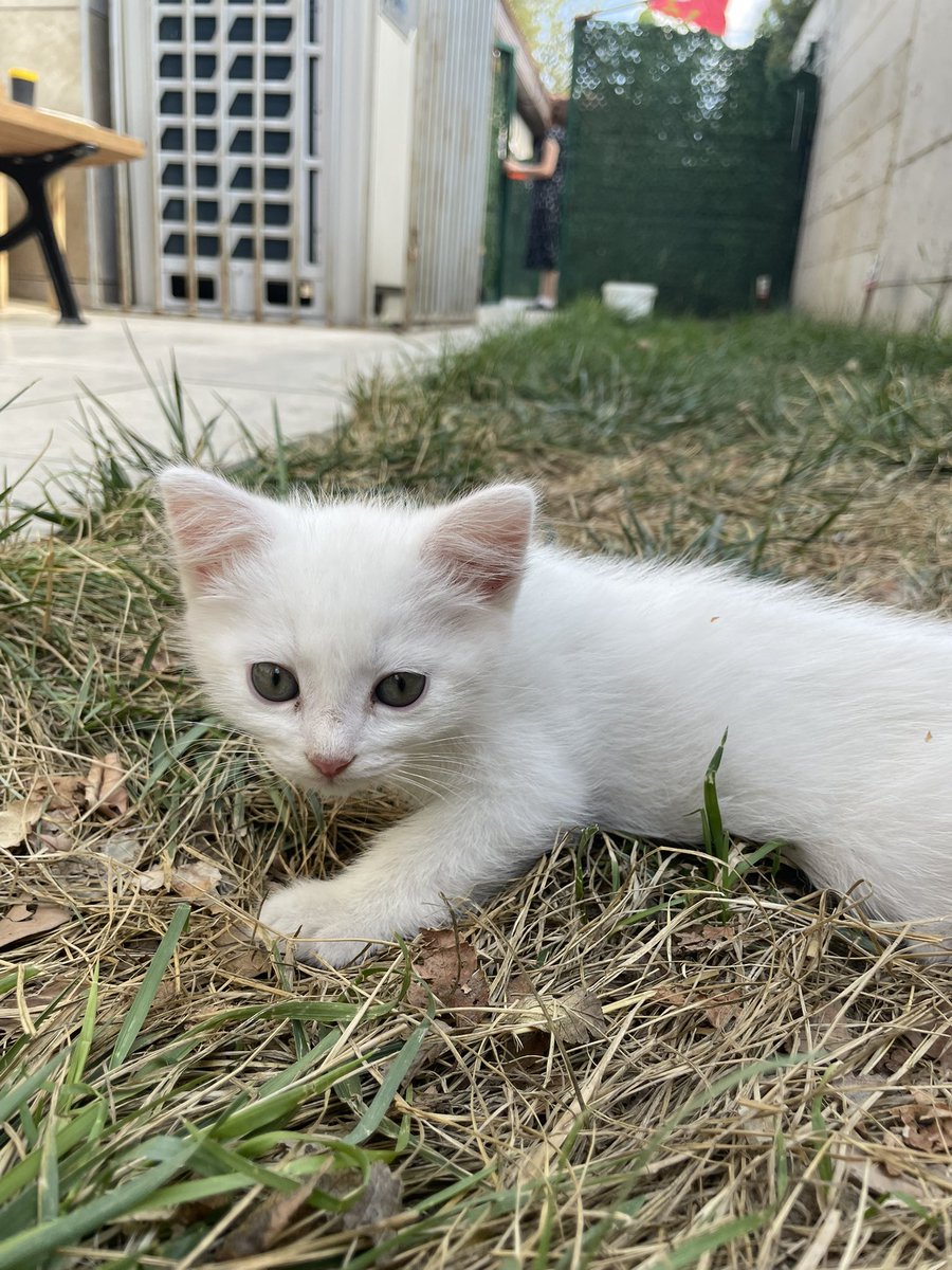 ARKADASLAR!! annemin calistigi yere bu bembeyaz uzun tuylu anne kediyi 4 yavrusuyla birakmislar. muhtemelen cinsler, sahiplenmel isteyen olur mu 😔 ticari sebeplerle ciftlestirlmisler muhtemelen sokakta cok zorlanirlar butun yavrular bembeyaz hepsi cok uysal