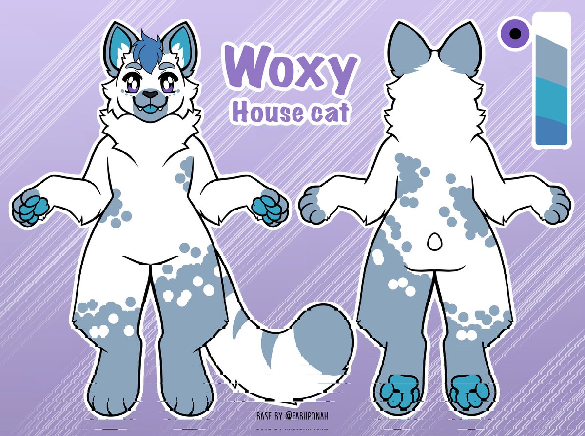 Woxy in a boxy 📦😺 - renovating 🏚️➡️🏠 tweet media