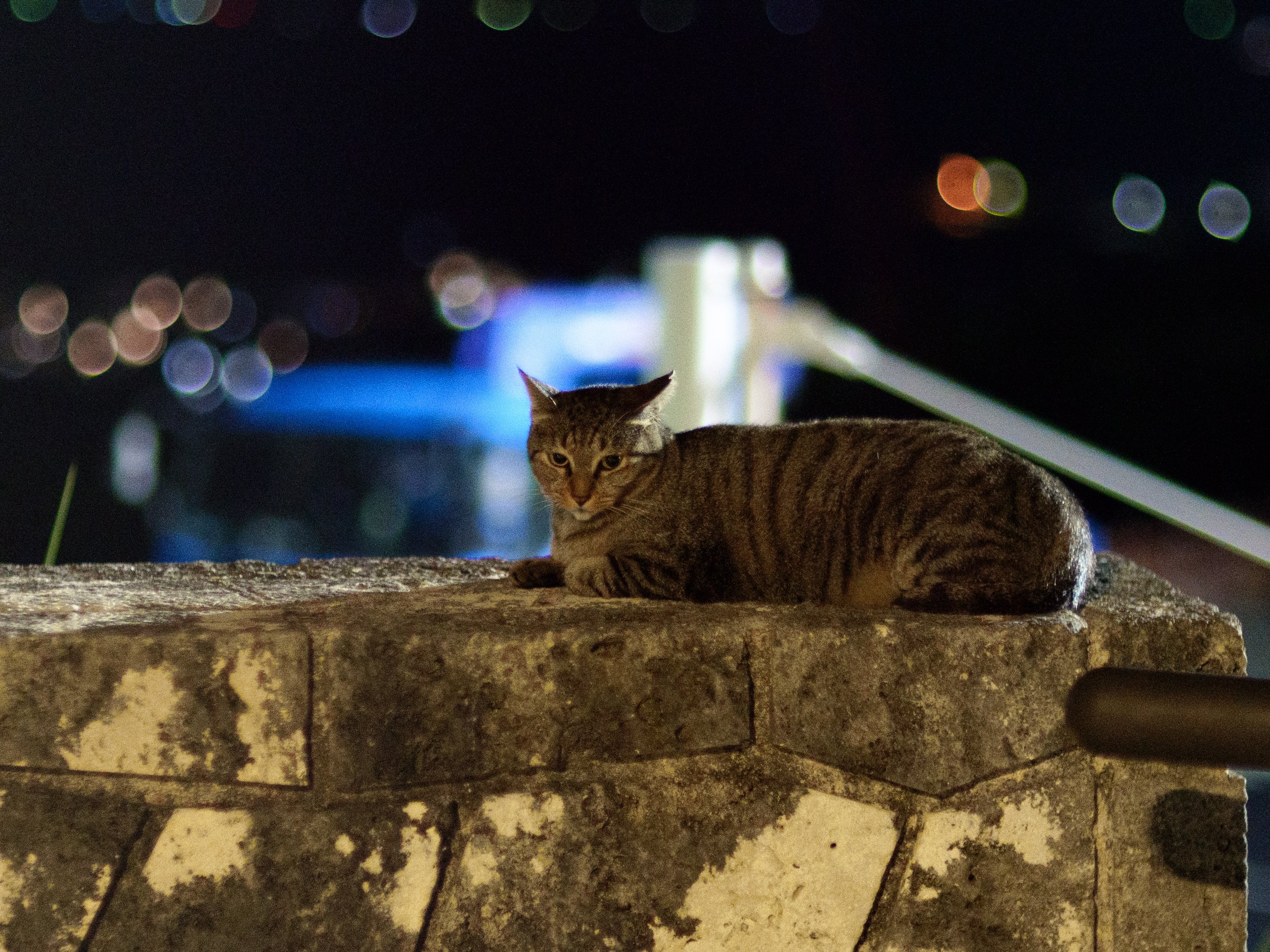失敗される猫 I threw a cat that had committed a mortal sin into hot water