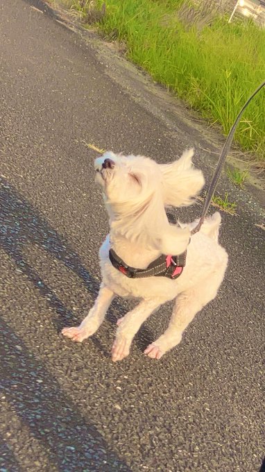 今日のかわいい犬見て! 