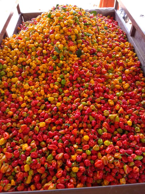 Ifeakam.👑 (@bethabetter) on Twitter photo This is pepper.  I recommend for very hot and spicy meals. This pepper is so hot but can't be compared to what that man that shares bills with you 50/50 but does zero chores, will show you when he finally marry you. This is pepper.  I recommend for very hot and spicy meals. This pepper is so hot but can't be compared to what that man that shares bills with you 50/50 but does zero chores, will show you when he finally marry you.