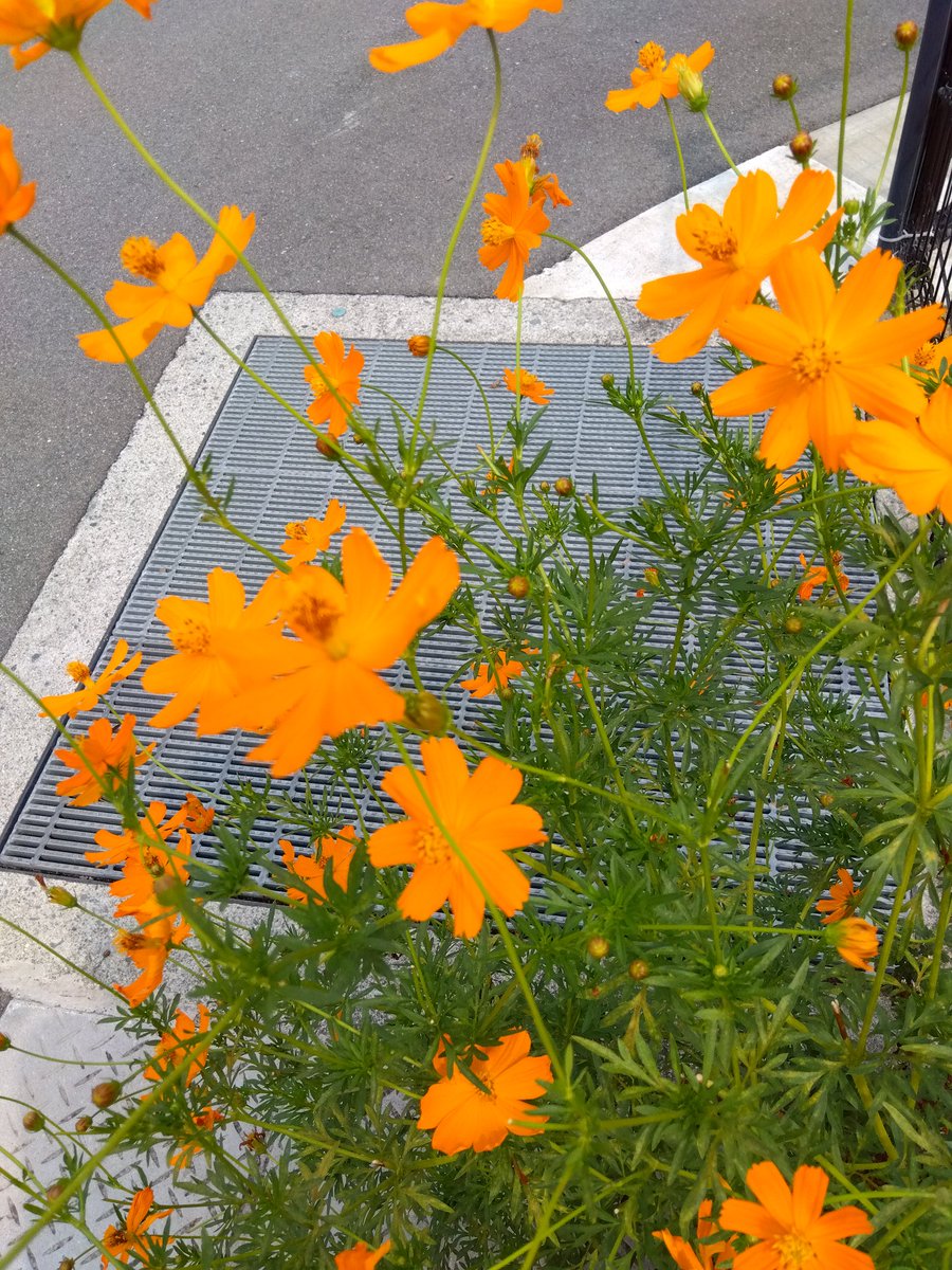 あか (@hxkxp7oh3n49477) on Twitter photo <a href="/takeshima_staff/">竹島宏 Hiroshi Takeshima【公式】</a> アンスリウム🌺🌺花言葉は情熱🌺🌺ふる里福井でのコンサート燃えつきましたか💐💐47歳にはみえない宏君🧖いつまでも若々しくいてくださいね✴️31日(日)の演歌の花道サヨナラ横浜楽しみにしてます🧋🍦🦜そういえば最近よくトンボを見かけますね✴️秋が近いのかな🦜🍦🥤
#竹島宏
近くの公園の花 <a href="/takeshima_staff/">竹島宏 Hiroshi Takeshima【公式】</a> アンスリウム🌺🌺花言葉は情熱🌺🌺ふる里福井でのコンサート燃えつきましたか💐💐47歳にはみえない宏君🧖いつまでも若々しくいてくださいね✴️31日(日)の演歌の花道サヨナラ横浜楽しみにしてます🧋🍦🦜そういえば最近よくトンボを見かけますね✴️秋が近いのかな🦜🍦🥤
#竹島宏
近くの公園の花