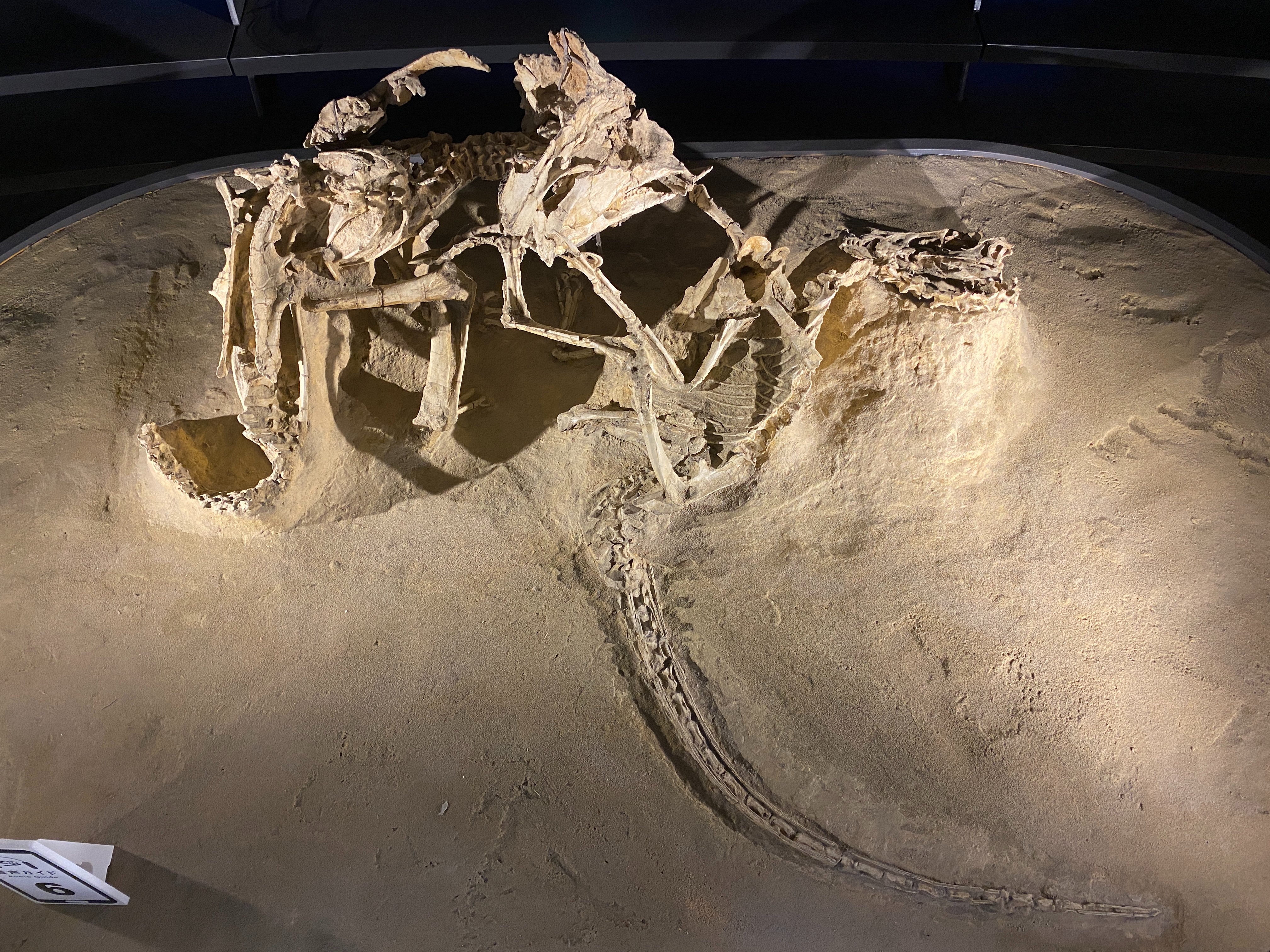 ポストスクスの装甲板　化石　古生物 ポストスクスの装甲板 化石 古生物 uoichiba (@uoichiba1027) / X