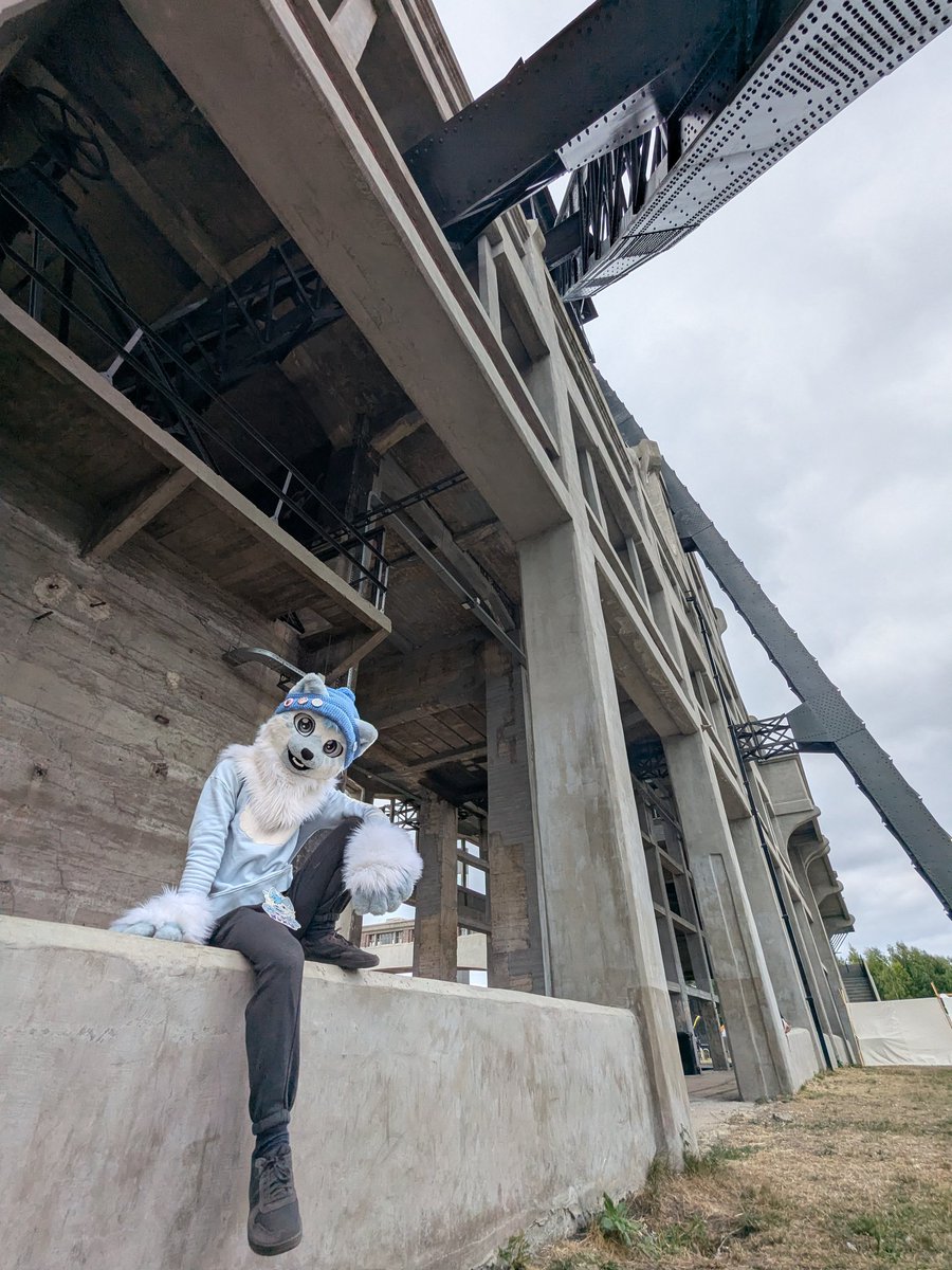 Woxy in a boxy 📦😺 - renovating 🏚️➡️🏠 tweet media