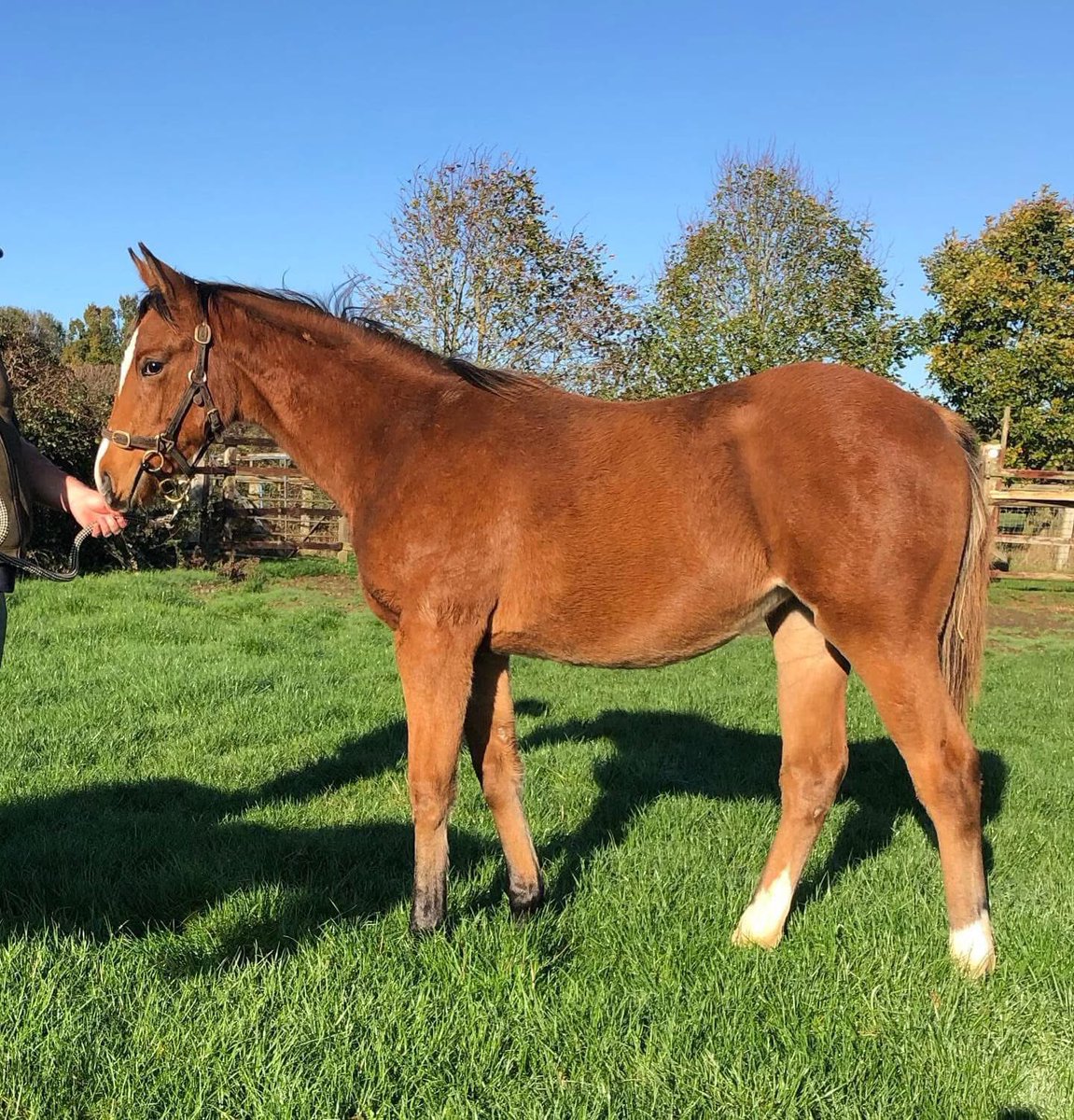 Foal sale entries close very soon, we have room to prep and consign also happy to meet foals at the sales….get intouch for fees and we do not take any commission on your sale price ⭐️