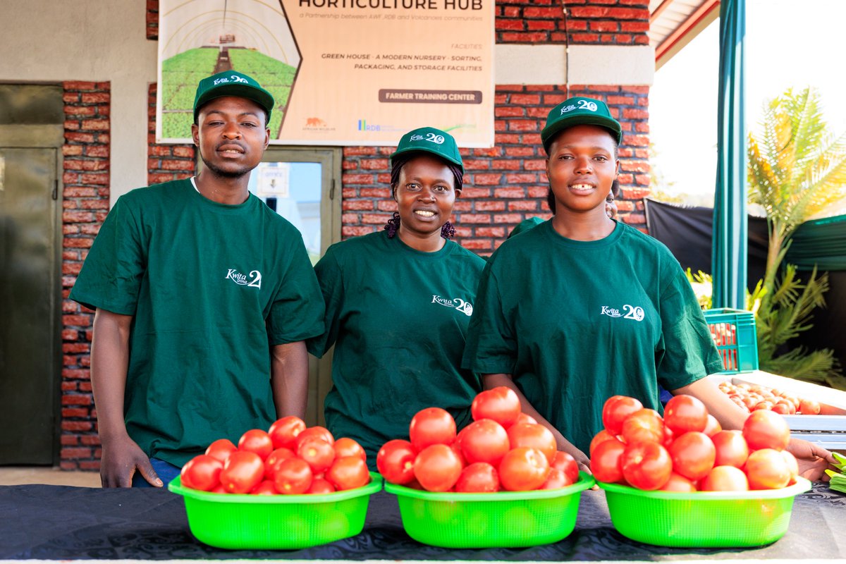 As part of activities to celebrate #kwitaizina20, today, RDB CEO <a href="/afrika_jean/">Jean-Guy K. Afrika</a>, alongside Dr. Telesphore Ndabamenye, Minister of State for Agriculture <a href="/RwandaAgri/">Ministry of Agriculture & Animal Resources |Rwanda</a>, Patrick Nsabimana, African Wildlife Foundation (<a href="/AWF_Official/">AWF</a>) Country Director, and other government officials,