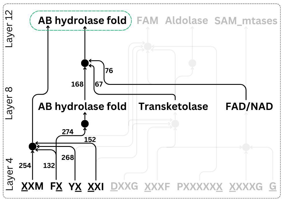 Can protein LMs reveal scientific knowledge? We start by asking how pLMs turn sequences into structure signals. We map a contact prediction circuit: early motif features gate later domain features. Spurious or science? We can now test. 🧵(1 of N)