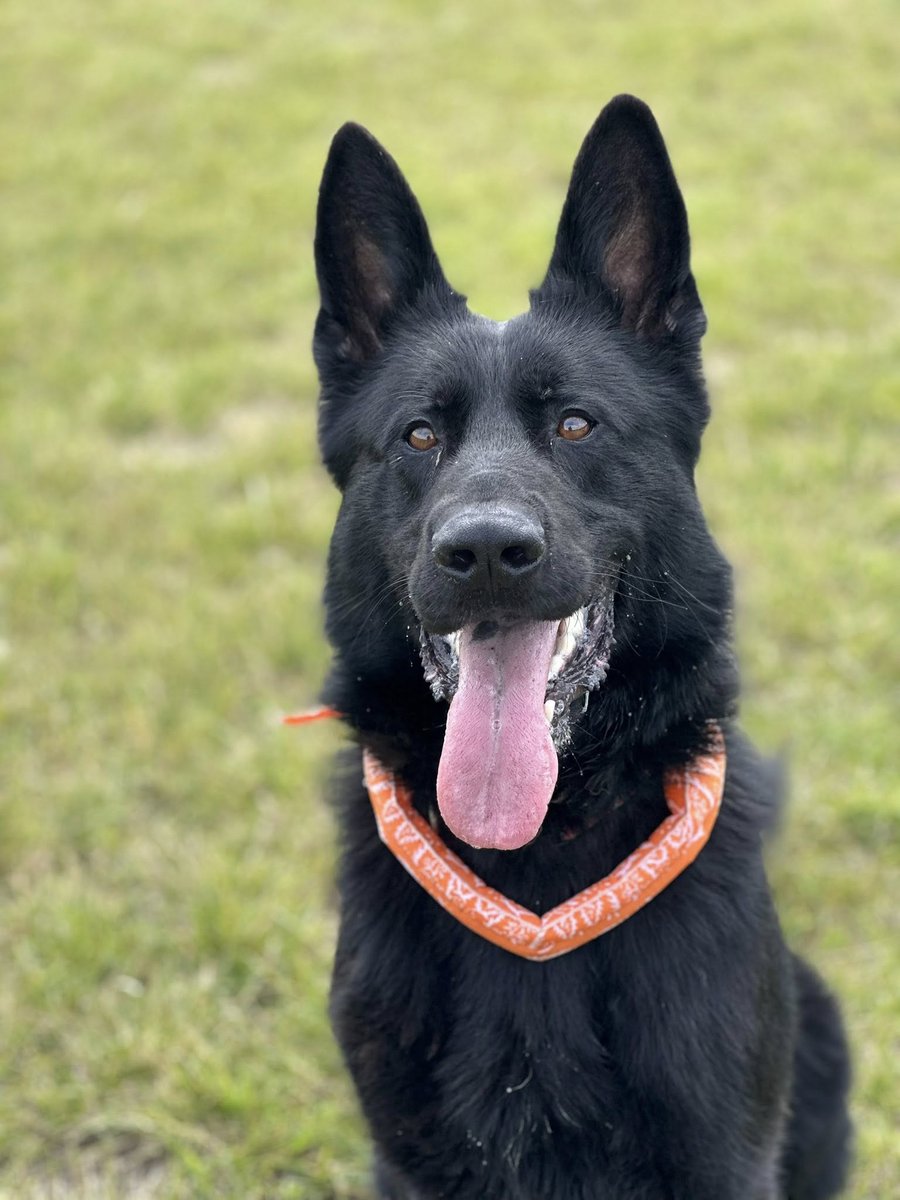 gsrescueelite's tweet image. Jet is 2yrs old and he is a friendly boy who has loved everyone he has met, Jet can live with older kids but he does need more work on his doggy social skills 
#germanshepherd #dogs #Essex 
gsrelite.co.uk/jet-5/