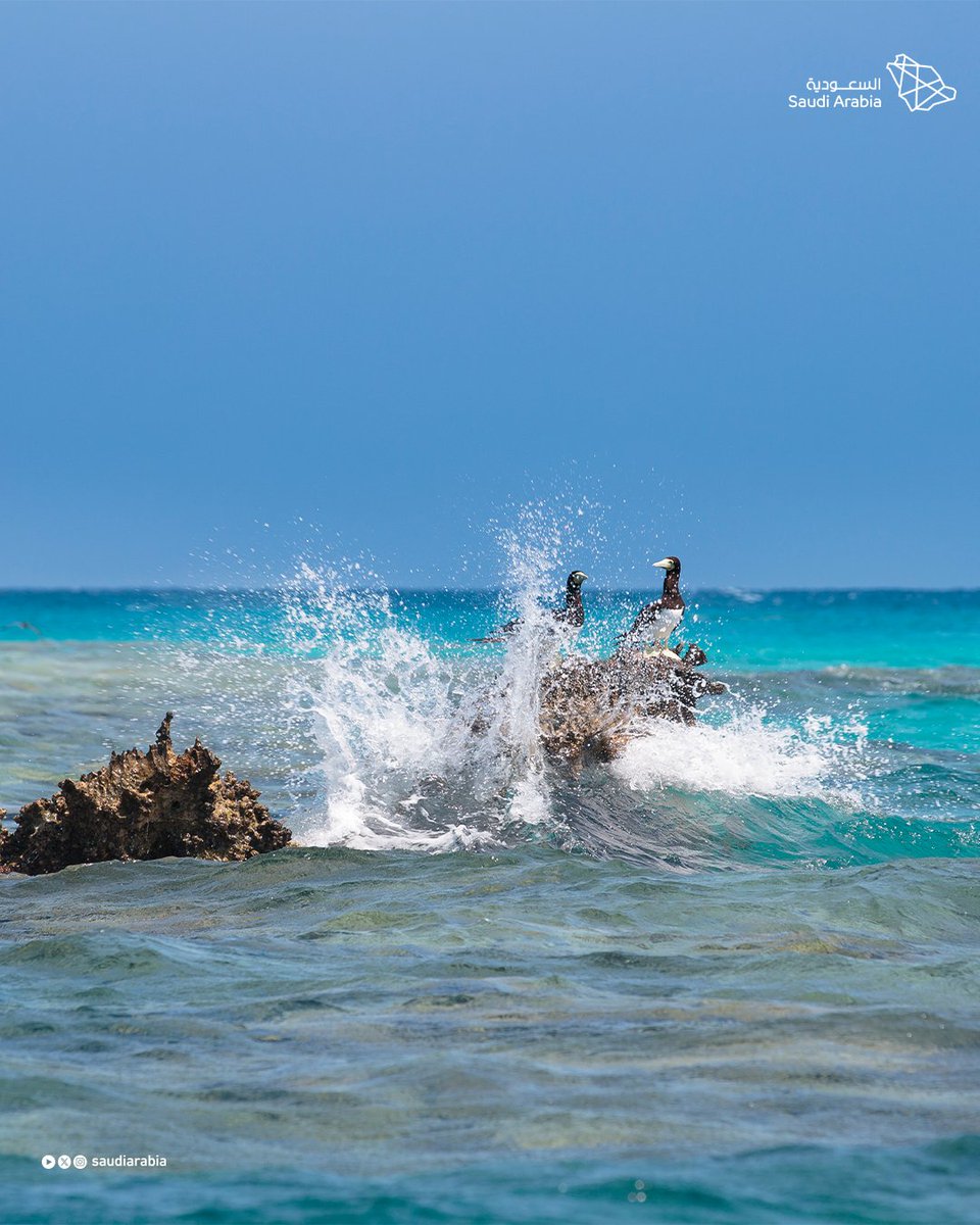 Saudi Arabia tweet media