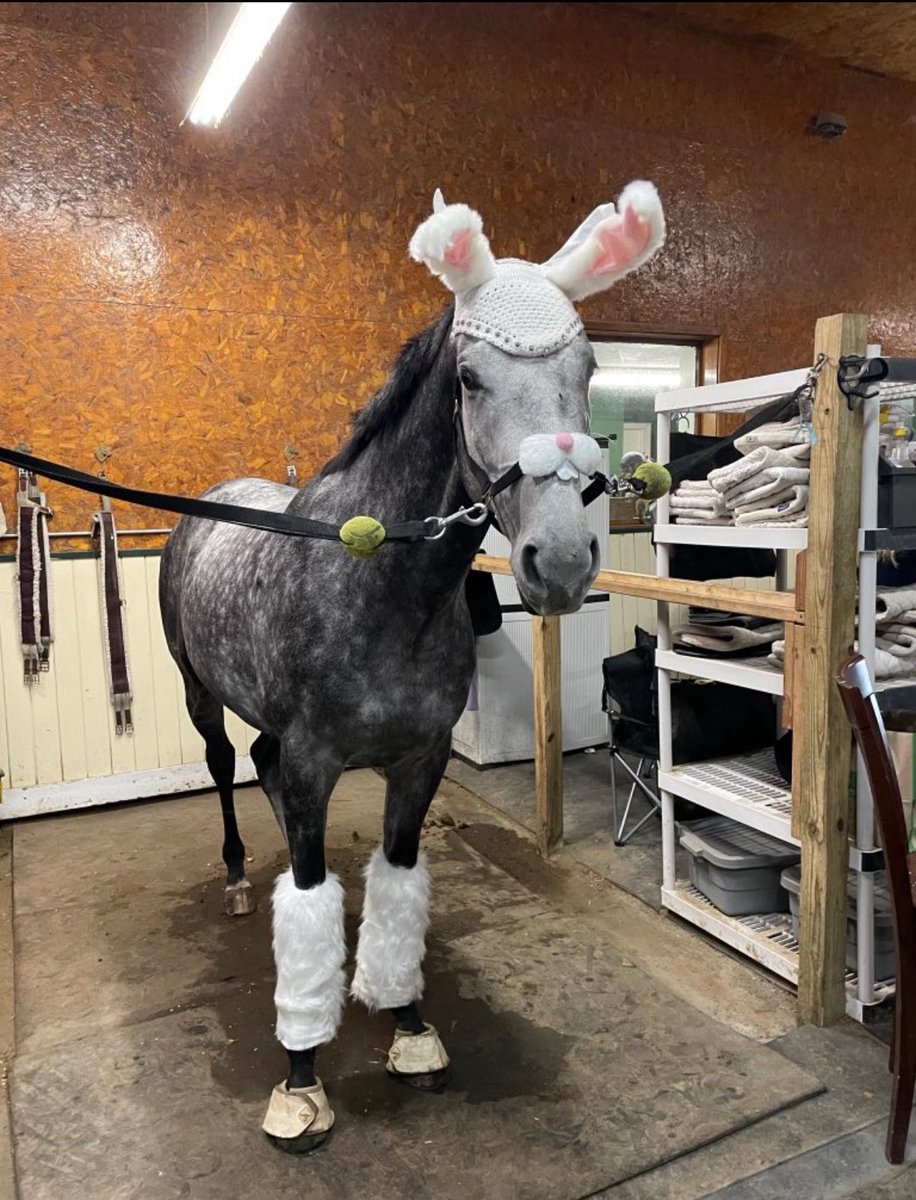 horse wearing bunny costume hippity hop