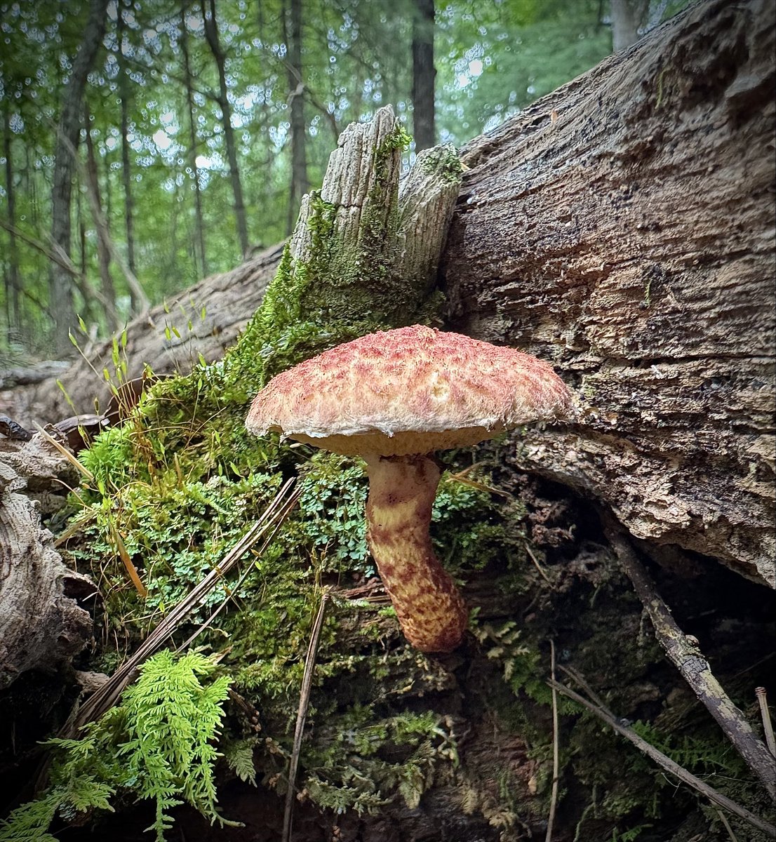 GMM
(Good Mushroom Morning)
