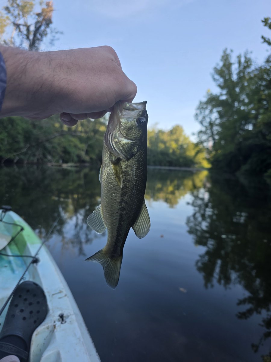 Only the little fellas wanted to eat this morning

#bass #fishing #bassfishing