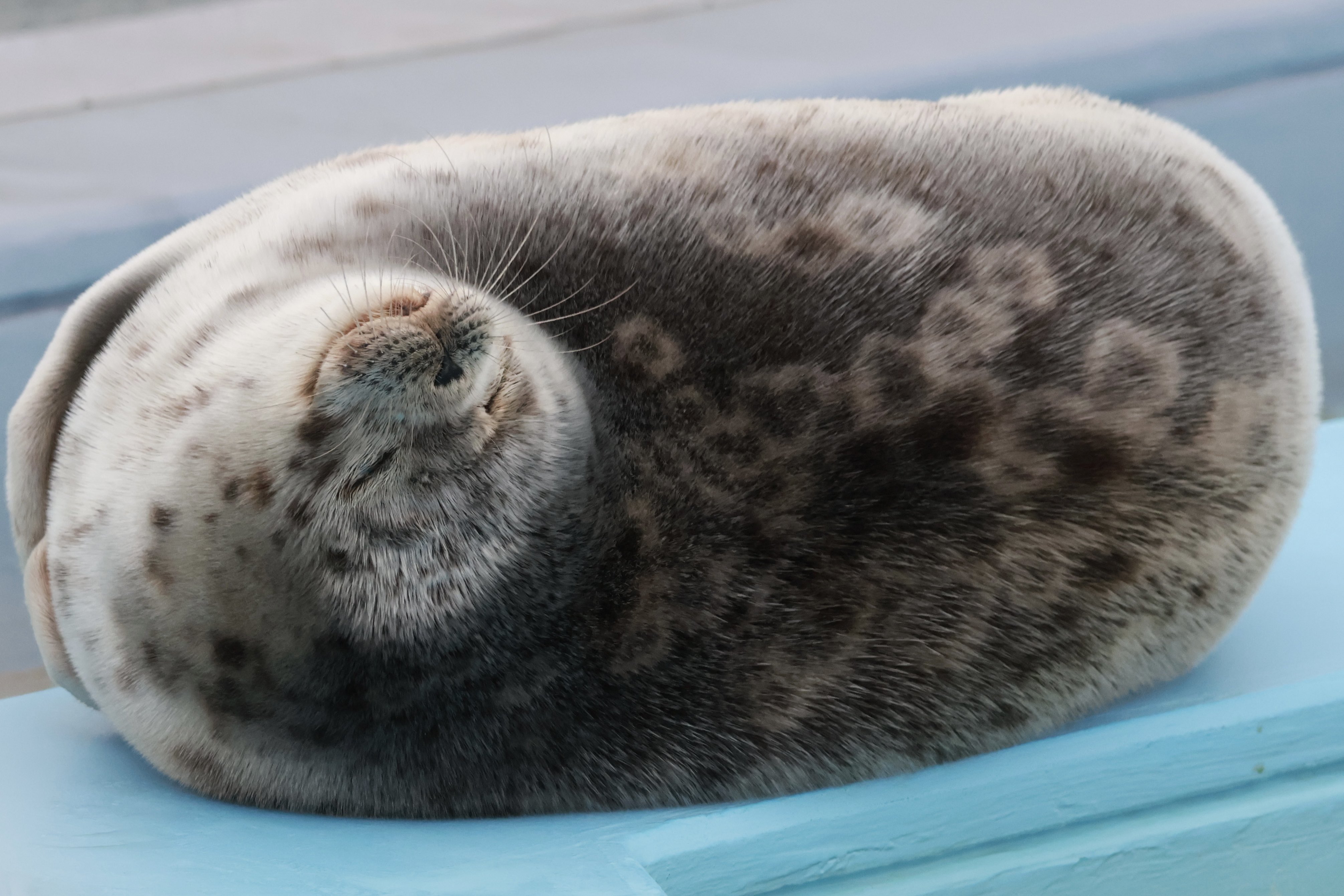 昴 subaru (@pleiade5ubaru) / X