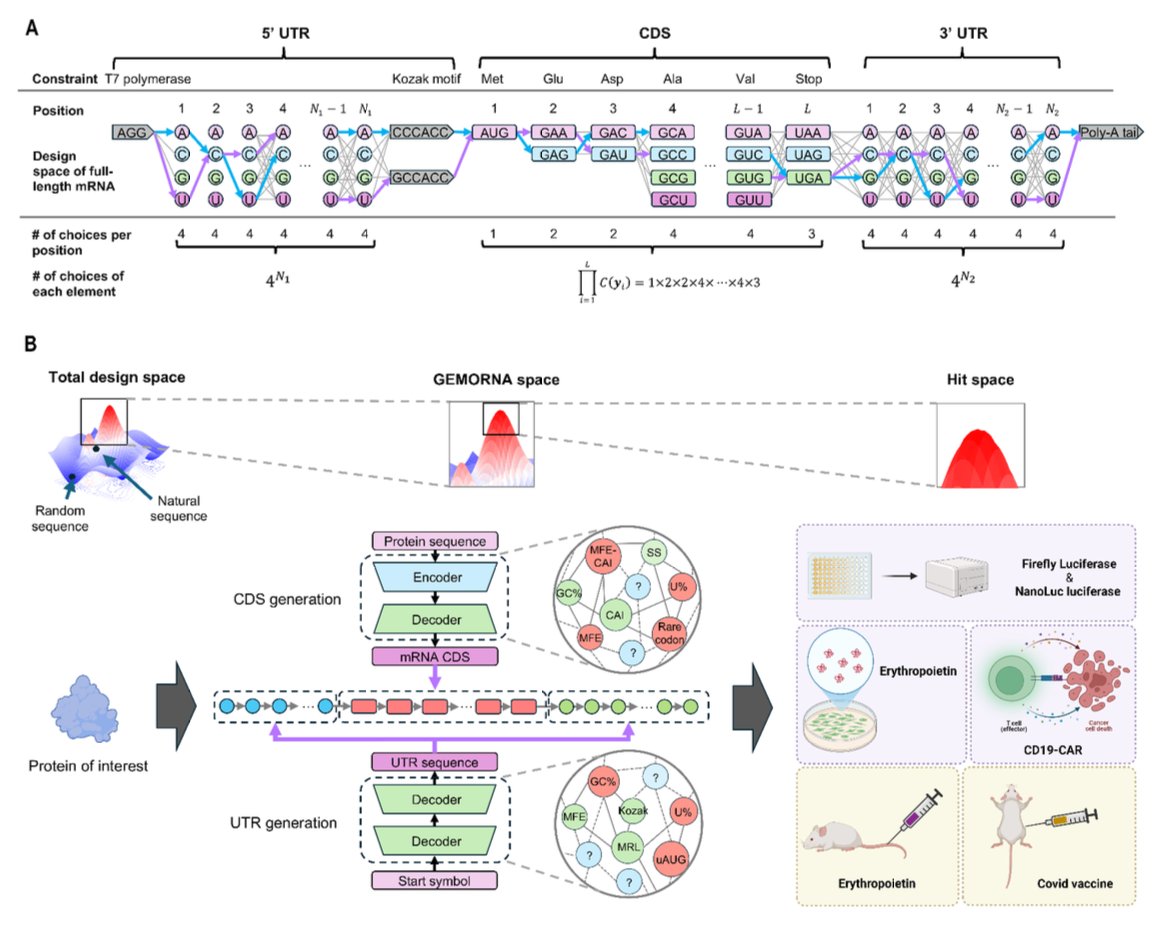 BiologyAIDaily's tweet photo. Deep Generative Models Design mRNA Sequences with Enhanced Translational Capacity and Stability @ScienceMagazine 

1. A groundbreaking study by He Zhang et al. introduces GEMORNA, a deep generative model that leverages Transformer architectures to design mRNA sequences with significantly enhanced translational capacity and stability. This innovation could revolutionize mRNA therapeutics by improving protein expression and durability.

2. GEMORNA addresses a critical challenge in mRNA design: the vast sequence space and complex interdependencies between optimization metrics. By using Transformer models tailored for mRNA coding sequences (CDSs) and untranslated regions (UTRs), GEMORNA generates sequences that outperform conventional designs in both in vitro and in vivo experiments.

3. The study demonstrates that GEMORNA-designed full-length mRNAs achieve up to a 41-fold increase in firefly luciferase expression compared to optimized benchmarks in vitro. Additionally, therapeutic mRNAs designed by GEMORNA show up to a 15-fold enhancement in human erythropoietin (EPO) expression and significantly higher antibody titers in mice.

4. GEMORNA’s versatility extends to circular RNA (circRNA) design, where it substantially enhances circRNA expression and boosts anti-tumor cytotoxicity in CAR-T cells. This highlights the potential of GEMORNA to improve the potency of mRNA drugs across various therapeutic areas.

5. The effectiveness of GEMORNA-generated sequences is confirmed through extensive experiments. The model autonomously learns codon and nucleotide usage, resulting in sequences with higher codon adaptation index (CAI), GC content, and lower rare codon rate, aligning with principles for designing therapeutic mRNAs.

6. GEMORNA also optimizes mRNA structure by balancing secondary structures, leading to enhanced stability and translational efficiency. The model’s ability to generate sequences with high naturalness scores further contributes to its success in creating mRNAs with strong performance.

7. The study provides detailed insights into the training and fine-tuning processes of GEMORNA models, emphasizing the importance of high-throughput data and accurate experimentation in validating optimal designs for specific applications.

📜Paper: https://t.co/yooxyzQu20
#mRNAdesign #DeepGenerativeModels #GEMORNA #mRNAtherapeutics #AIinBiology #Biotechnology