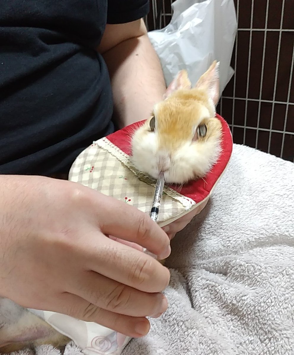 🐰とのとのに抱っこ～💕
桃もらったよ🍑おいしかったな～✨✨✨
ちゃんとお水も飲むよ💧

#スーパーシニアうさぎ
#うさぎの介護