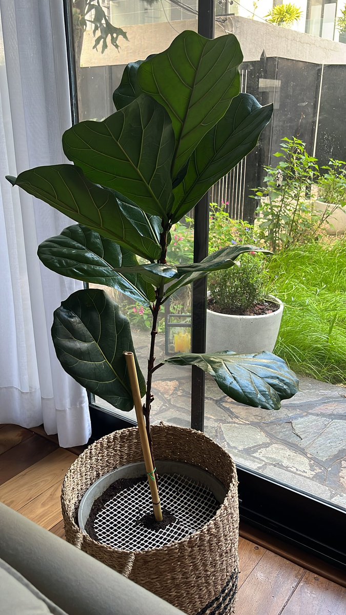 Se le cayeron 3 hojas a la pandurata. Estoy entrando en pánico. Ideas?