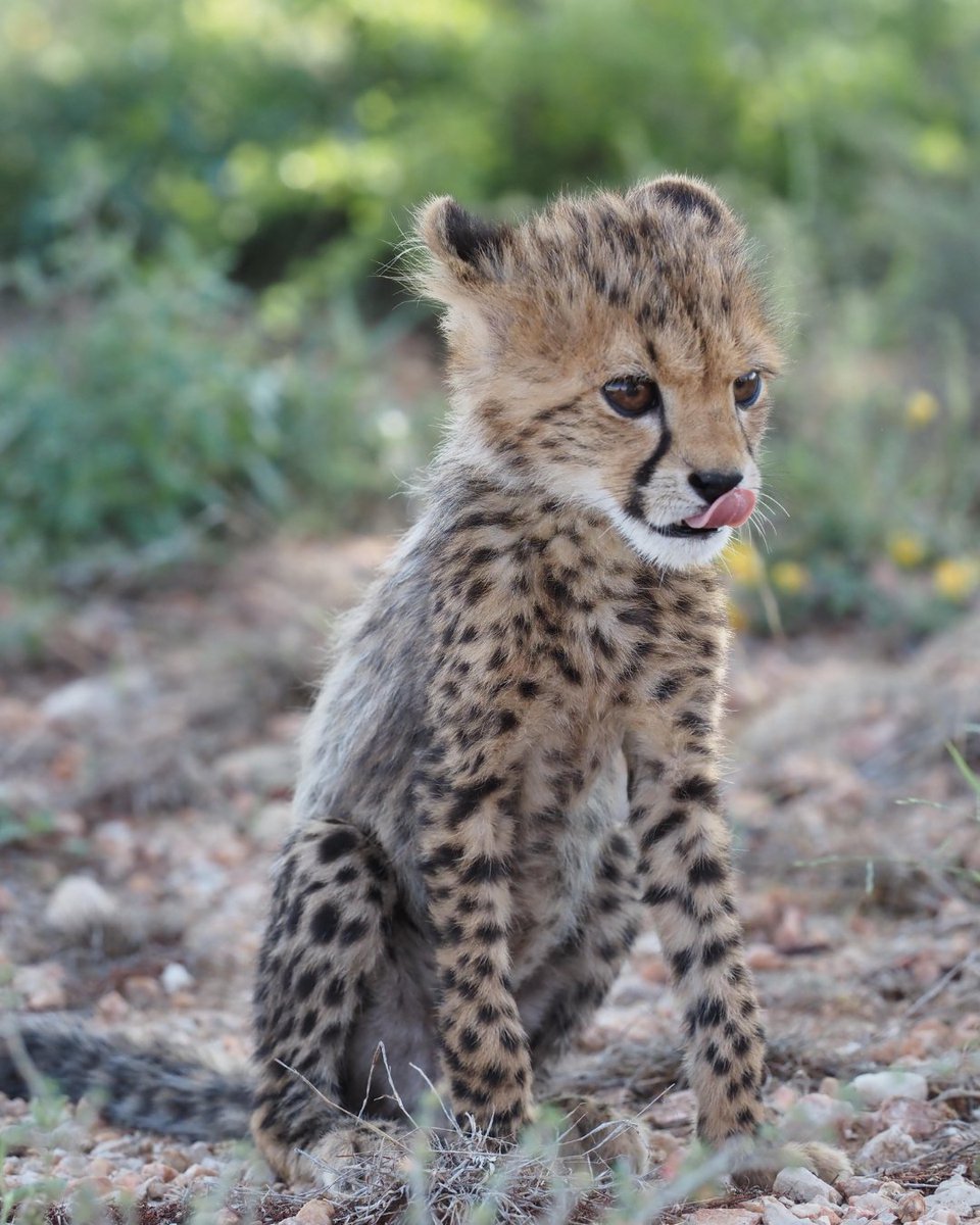 CCFCheetahUK's tweet photo. Portraits from our cubs’ morning adventure — guaranteed to brighten up your week 🐾🌳🐆
#Conservation #Wildlife #WildlifeConservation #Wild #SaveTheCheetahs https://t.co/yjs0VDMUUz