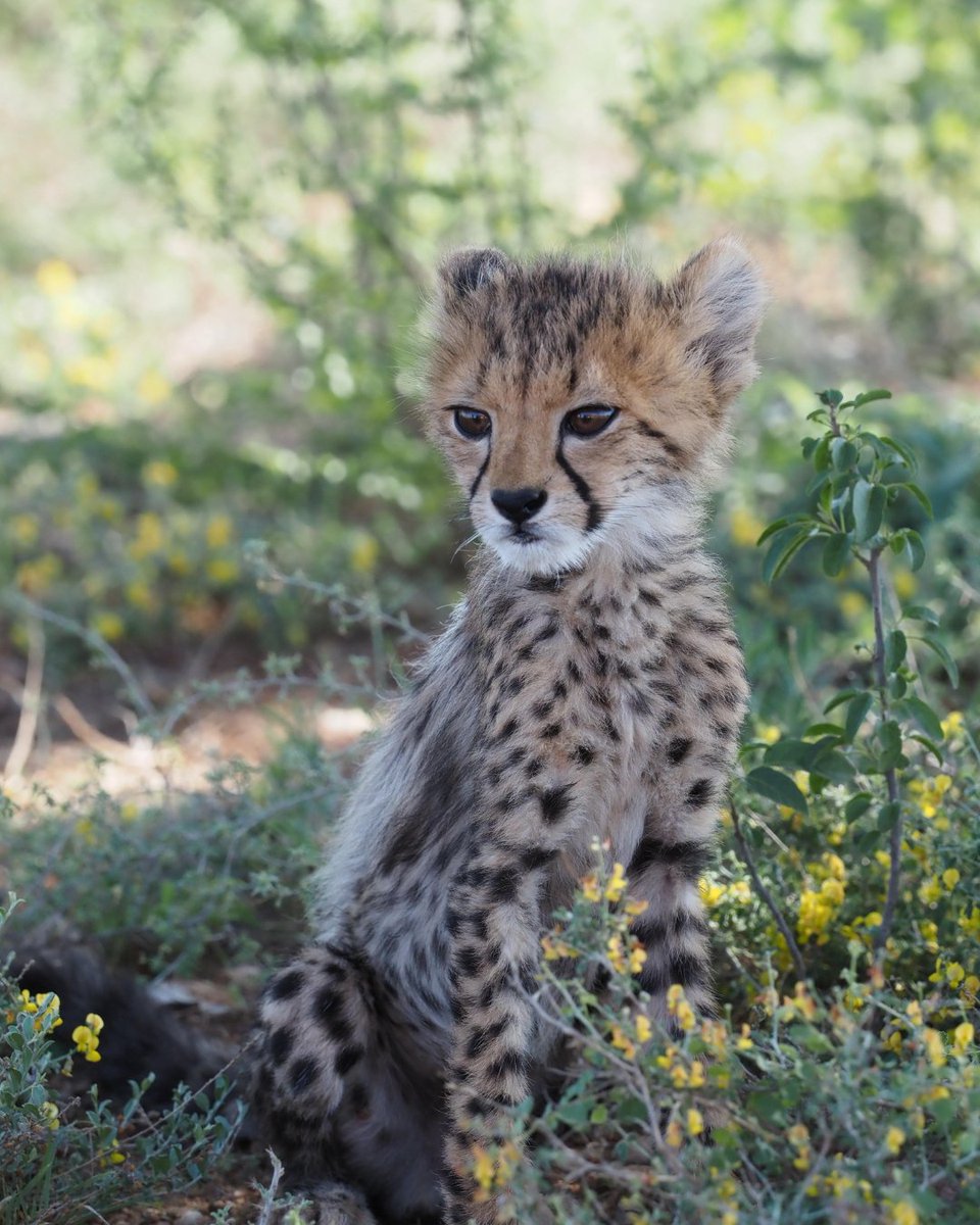 CCFCheetahUK's tweet photo. Portraits from our cubs’ morning adventure — guaranteed to brighten up your week 🐾🌳🐆
#Conservation #Wildlife #WildlifeConservation #Wild #SaveTheCheetahs https://t.co/yjs0VDMUUz